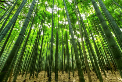 In Filato di Bambus ruhen lassen